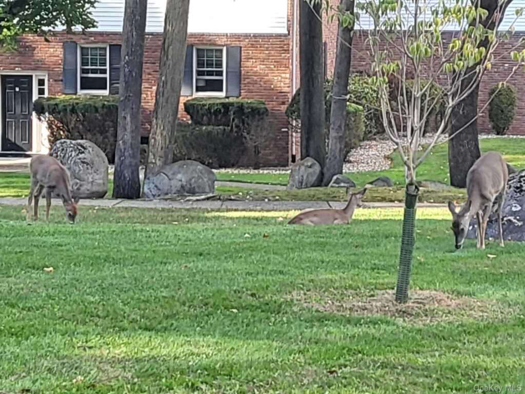 13 Essex Lane, Suffern, NY 10901 - Photo 8 of 8